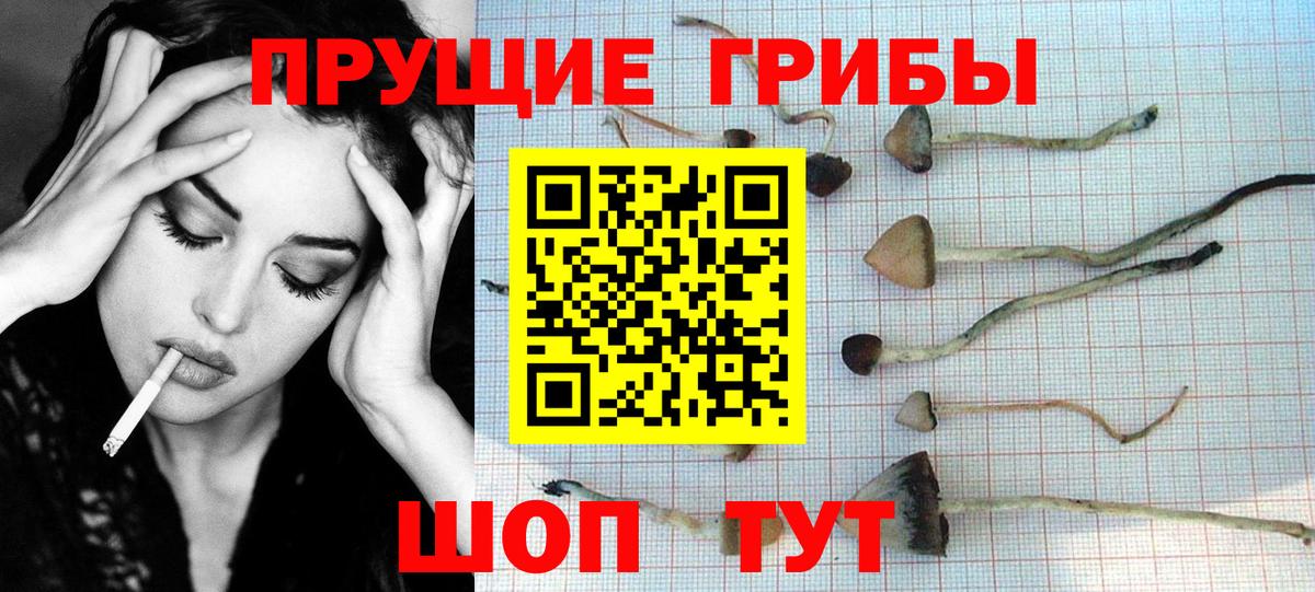 Дмитров  Псилоцибиновые грибы Magic Shrooms  Вход с VPN  Псилоцибиновые грибы Magic Shrooms 